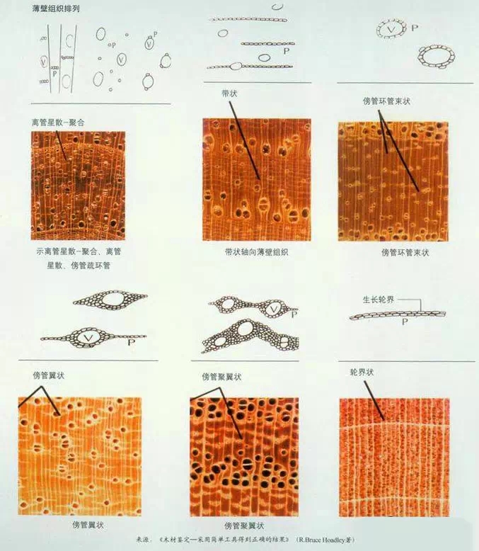 軸向薄壁組織